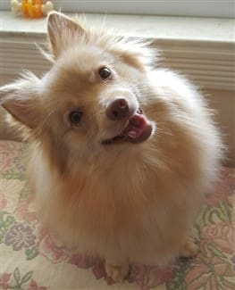 How to feed outlet pomeranian puppy